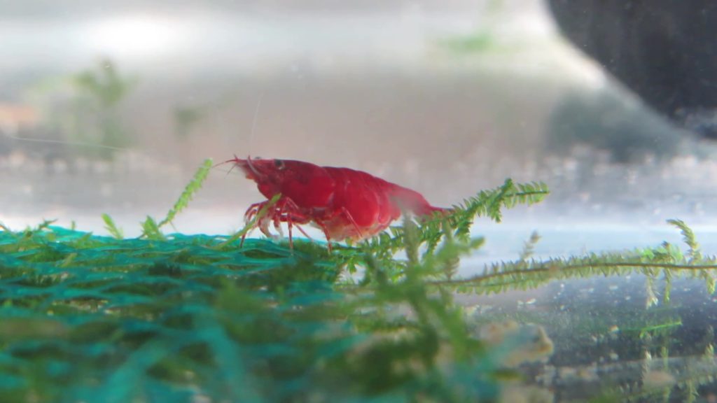 Berried Red Cherry Shrimp Photo